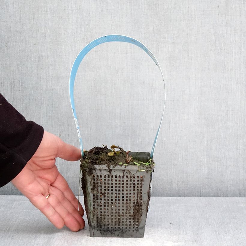 Spécimen de Nymphaea Marliacea Chromatella - Nénuphar rustique jaune Pot de 1L/1,5L tel que livré au printemps