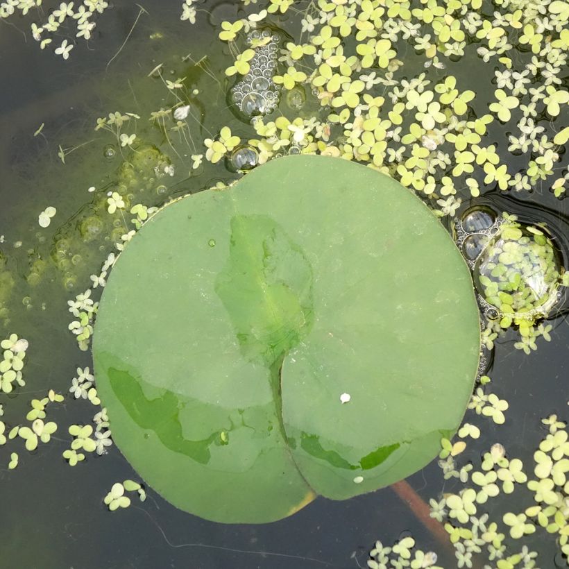 Nymphaea Marliacea Rubra Punctata - Nénuphar rustique rouge (Feuillage)