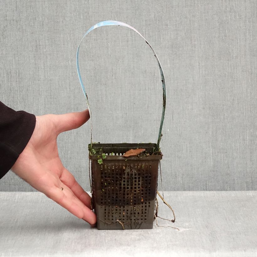 Spécimen de Nymphaea Marliacea Rubra Punctata - Nénuphar rustique rouge Pot de 1L/1,5L tel que livré en automne