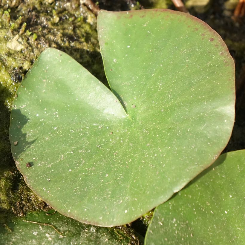 Nymphaea Mayla - Nénuphar rustique (Feuillage)