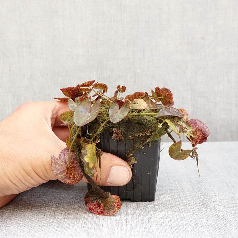 Spécimen de Nymphaea Miami Rose - Nénuphar tropical Pot de 1,5L/2L tel que livré en automne