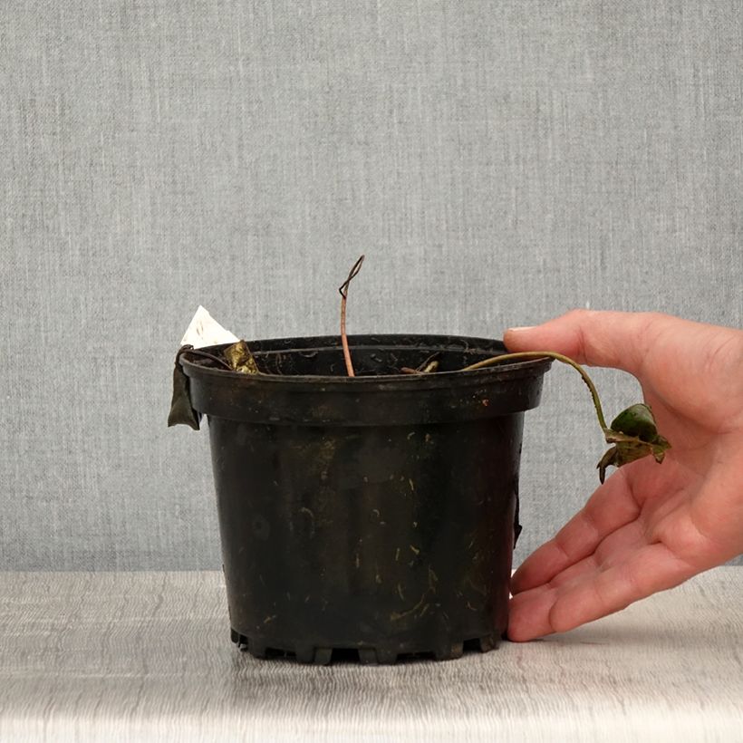 Example of Nymphaea Newton - Nénuphar rustique rose Pot de 1,5L/2L as you get in printemps