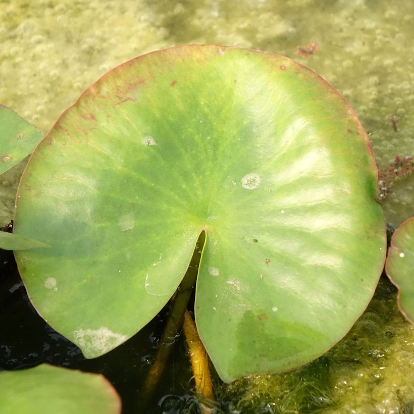 Nymphaea Newton - Nénuphar rustique rose (Foliage)