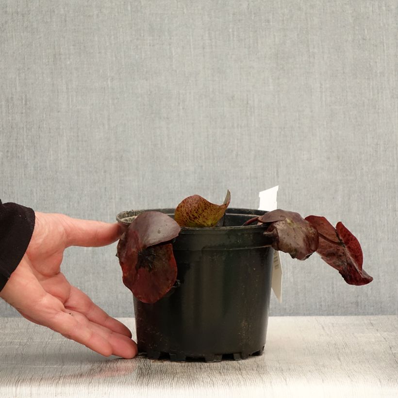 Spécimen de Nymphaea Odorata Sulphurea Grandiflora - Nénuphar rustique jaune Pot de 1,5L/2L tel que livré au printemps