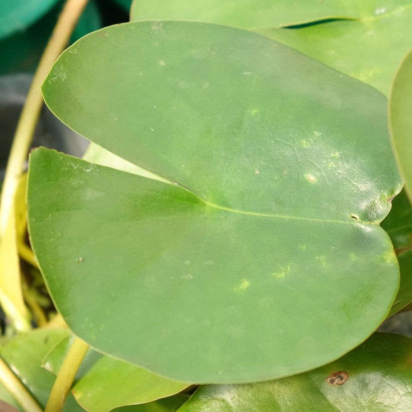 Nymphaea Perry's Double White - Nénuphar rustique (Feuillage)