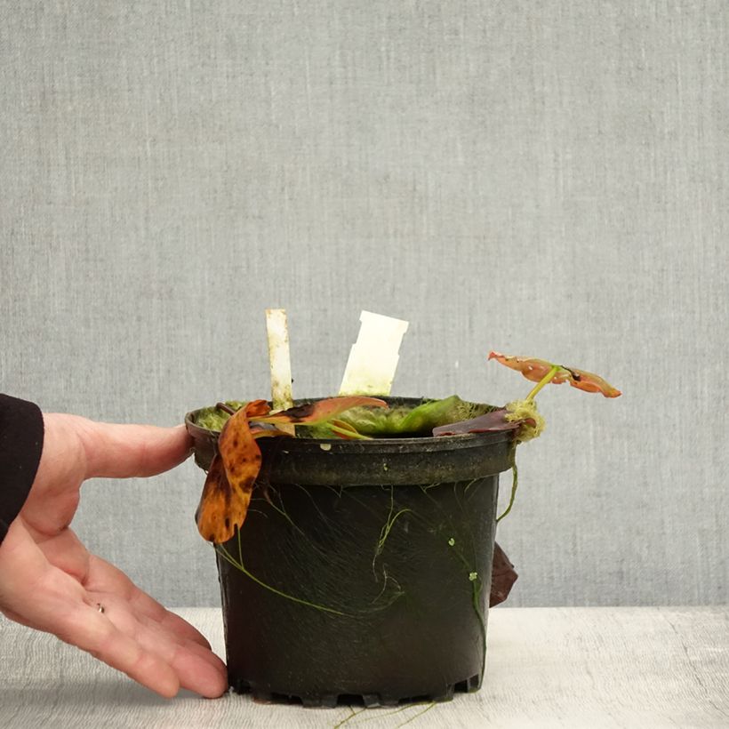 Spécimen de Nymphaea Perry's Red Glow - Nénuphar rustique rouge Pot de 1,5L/2L tel que livré en automne