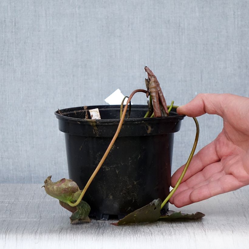 Spécimen de Nymphaea Perry's Red Glow - Nénuphar rustique rouge Pot de 1,5L/2L tel que livré au printemps