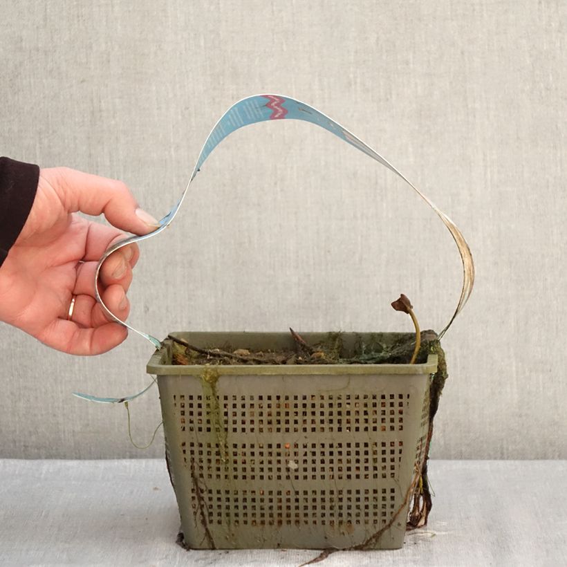 Spécimen de Nymphaea Peter Slocum - Nénuphar rustique rose parme Pot de 3L/4L tel que livré en hiver