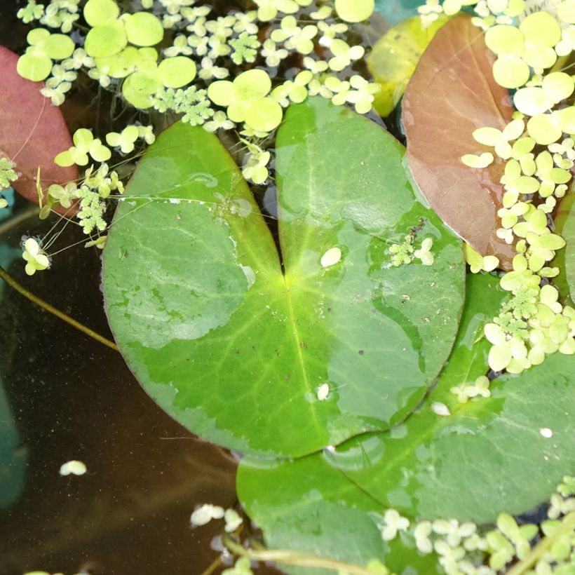 Nymphaea Pygmaea Alba - Nénuphar nain rustique (Foliage)