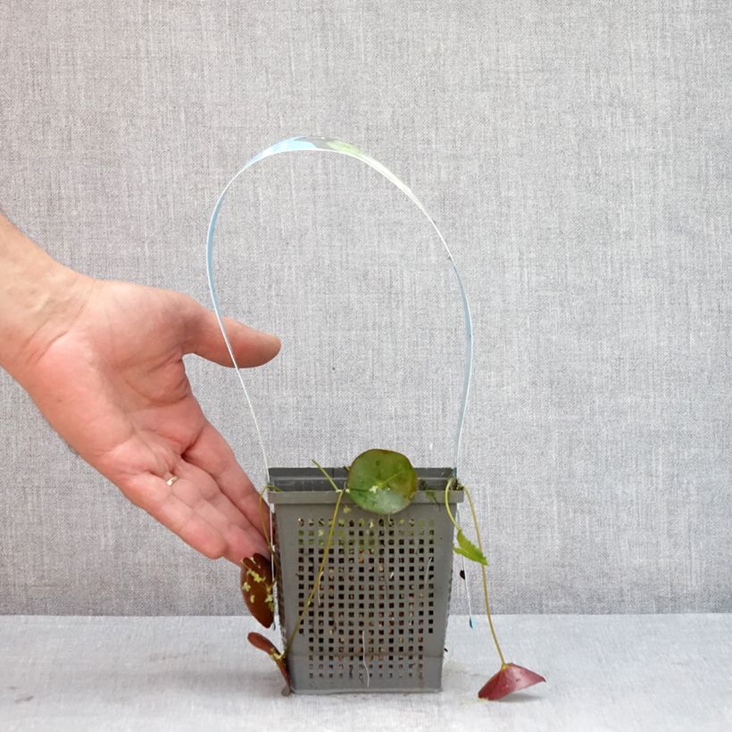 Example of Nymphaea Pygmaea Alba - Nénuphar nain rustique Pot de 1L/1,5L as you get in ete