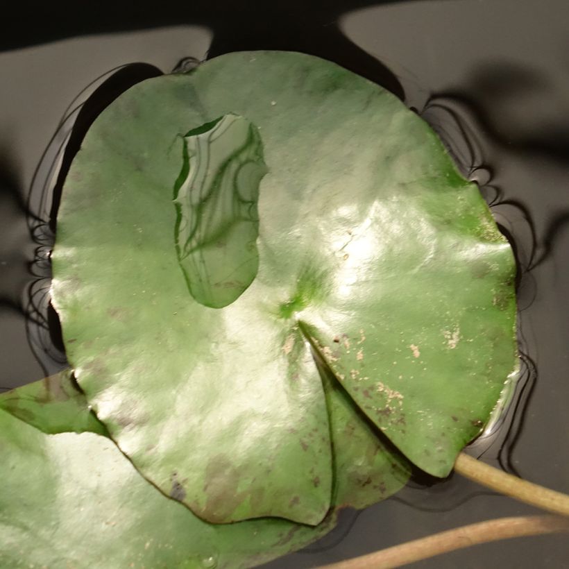 Nymphaea Pygmaea Helvola - Nénuphar nain rustique (Feuillage)