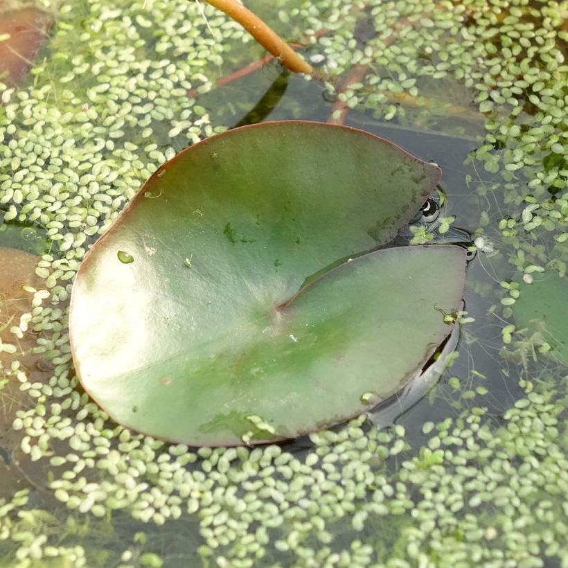 Nymphaea Pygmaea Rubra - Nénuphar nain rustique rouge (Feuillage)
