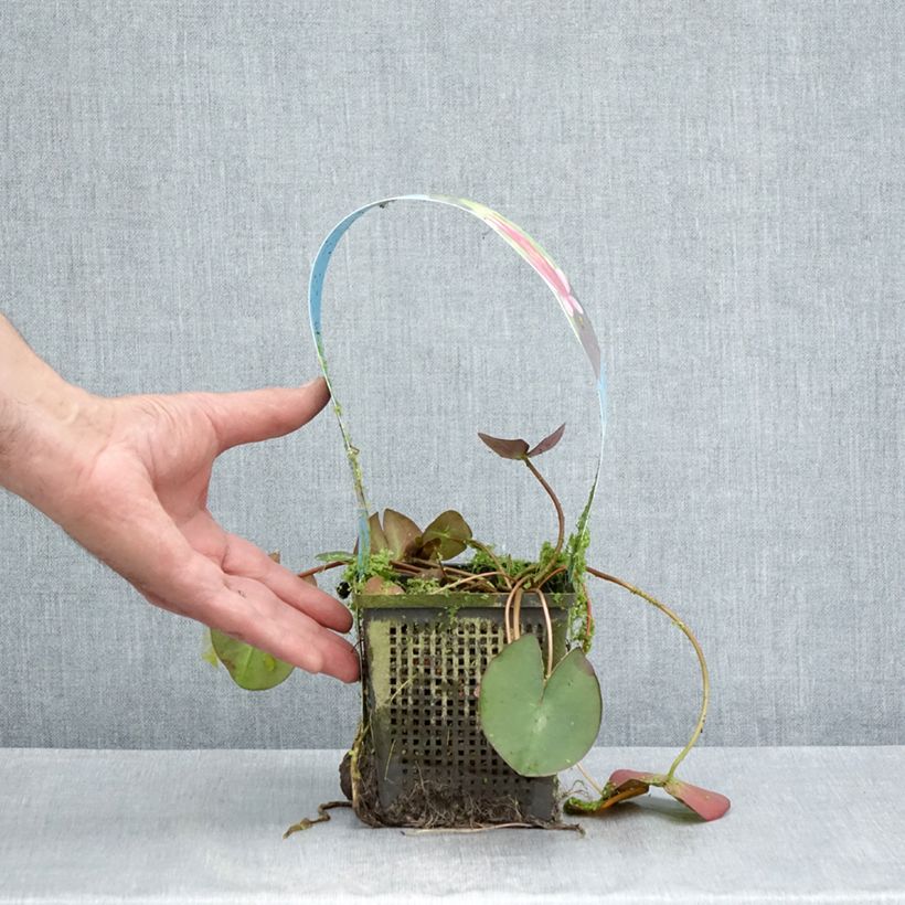 Spécimen de Nymphaea Pygmaea Rubra - Nénuphar nain rustique rouge Pot de 1L/1,5L tel que livré en été