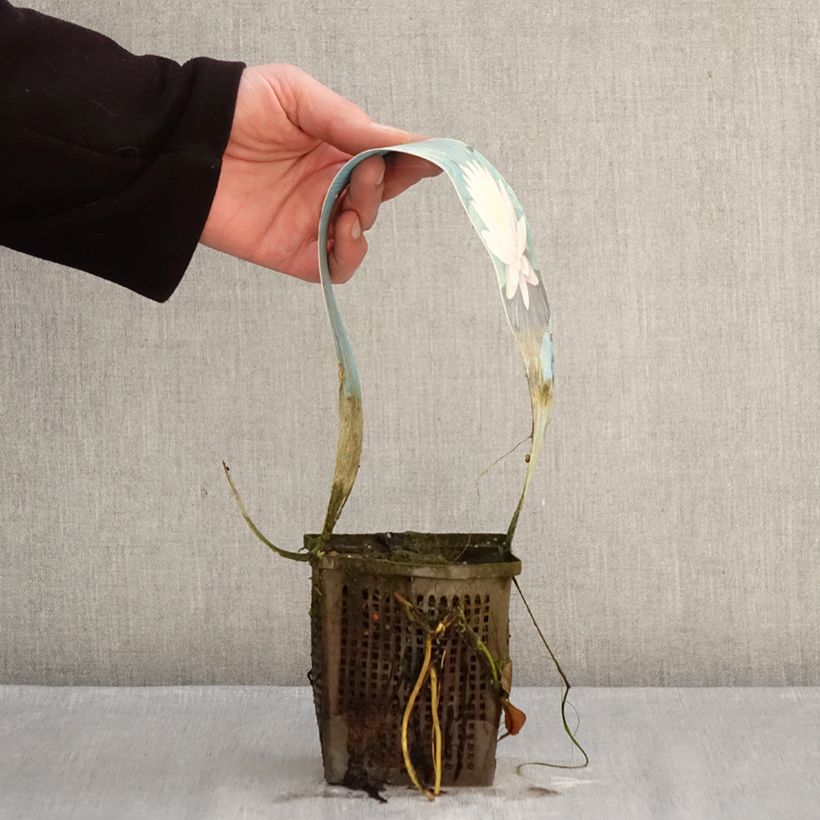 Spécimen de Nymphaea Ray Davies - Nénuphar rustique Pot de 1L/1,5L tel que livré en hiver