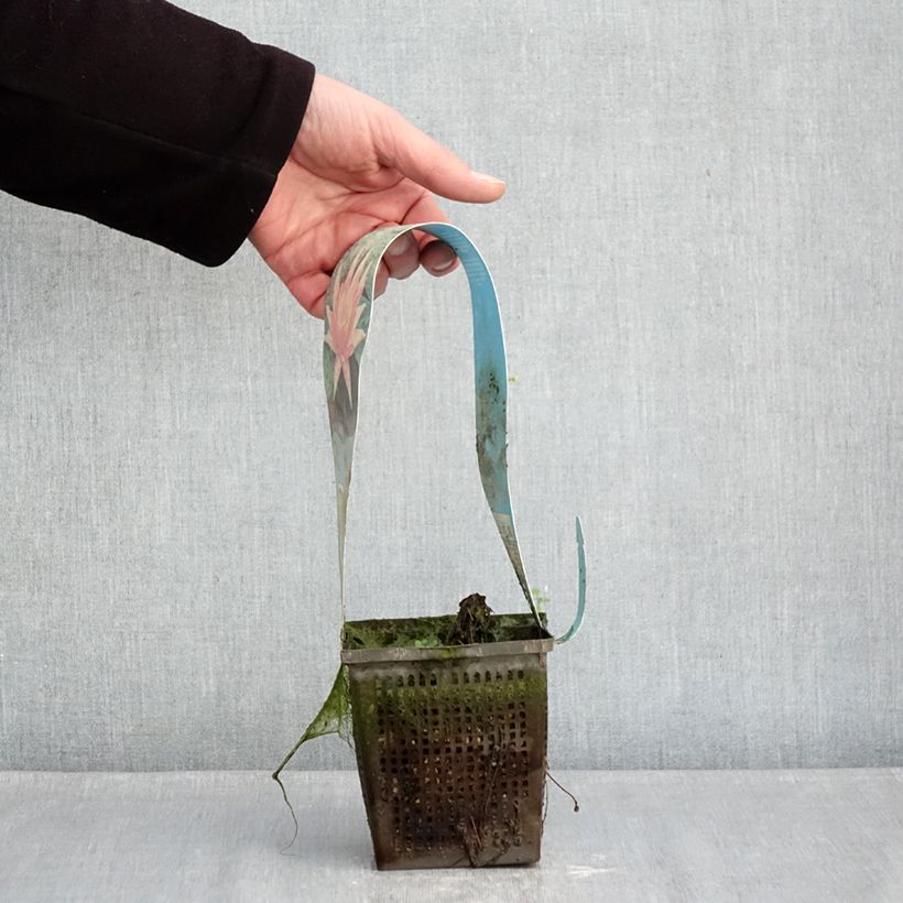 Spécimen de Nymphaea Red Spider - Nénuphar rustique rouge Pot de 1L/1,5L tel que livré en hiver