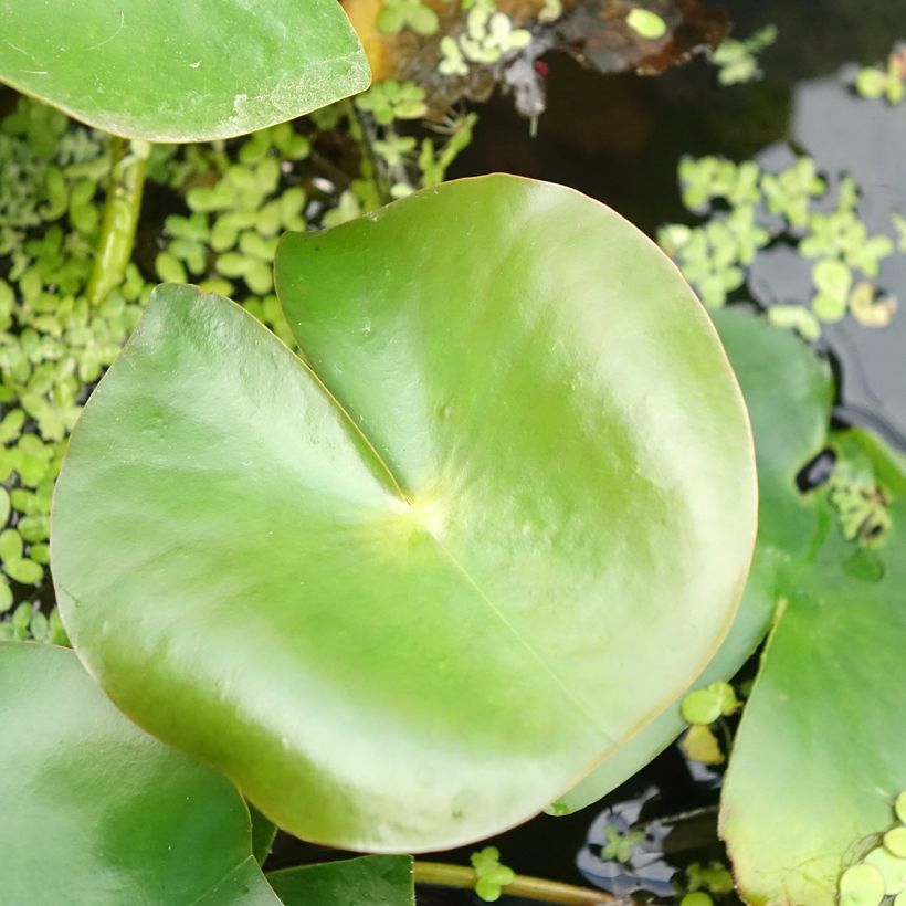 Nymphaea Rose Arey - Nénuphar rustique (Foliage)