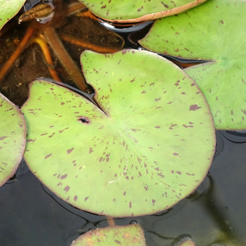 Nymphaea Sioux - Nénuphar rustique (Feuillage)