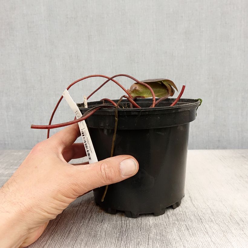 Spécimen de Nymphaea Starbright - Nénuphar rustique Pot de 1,5L/2L tel que livré au printemps