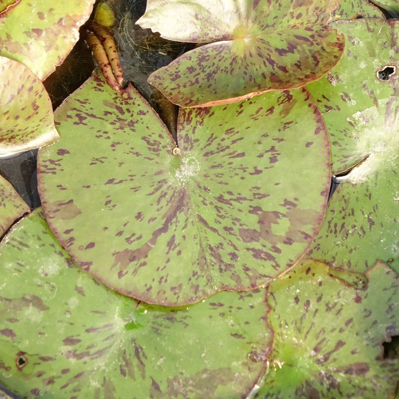 Nymphaea Texas Dawn - Nénuphar rustique (Feuillage)