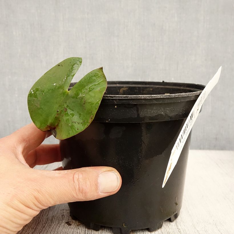 Spécimen de Nymphaea Walter Pagels - Nénuphar nain rustique Pot de 1,5L/2L tel que livré au printemps