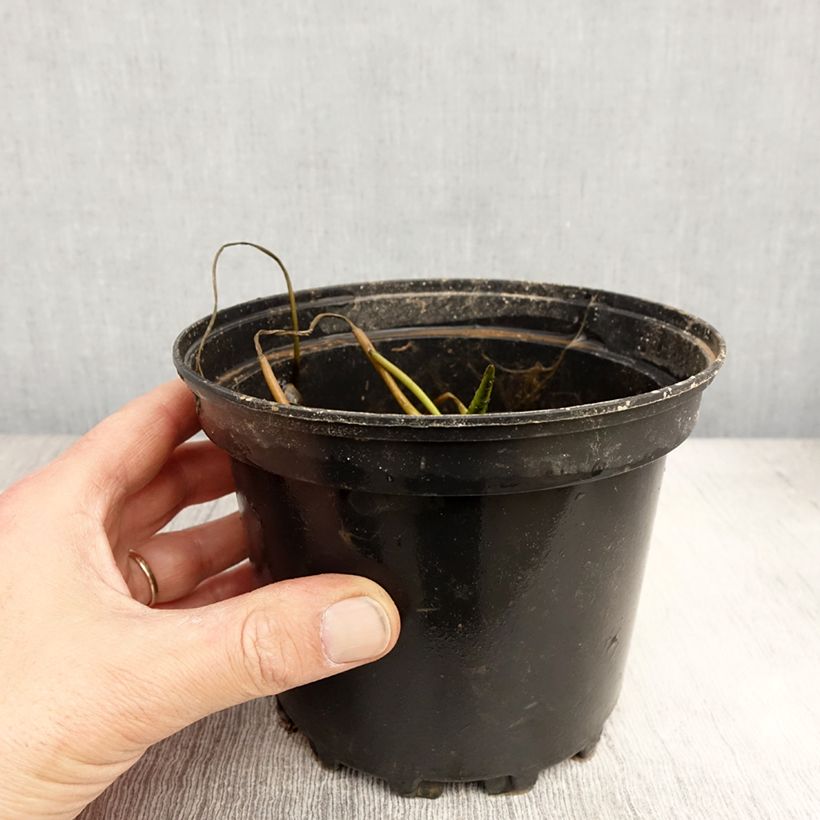 Example of Nymphaea White 1000 Petals - Nénuphar rustique blanc Pot de 1,5L/2L as you get in printemps