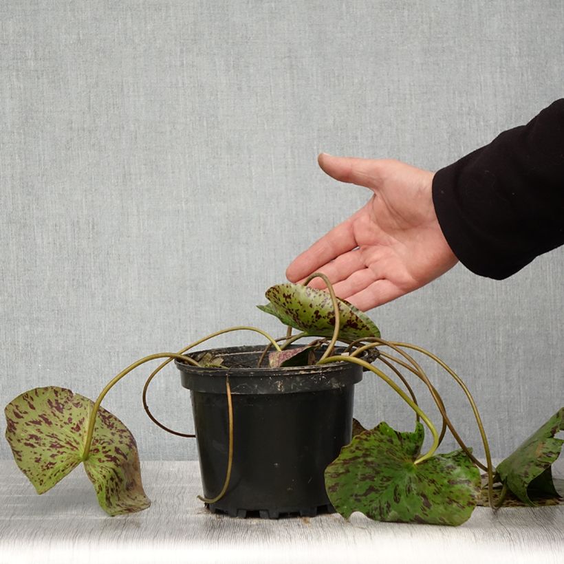 Spécimen de Nymphaea Yellow Enigma - Nénuphar rustique jaune Pot de 1,5L/2L tel que livré au printemps