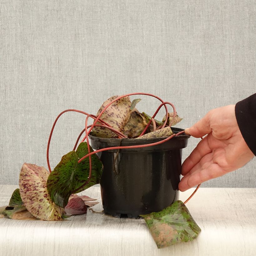 Example of Nymphaea Yellow Queen - Nénuphar rustique jaune Pot de 1,5L/2L as you get in printemps