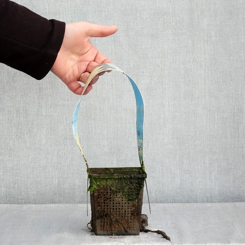 Spécimen de Nymphaea Yellow Sensation - Nénuphar rustique jaune Pot de 1L/1,5L tel que livré en hiver