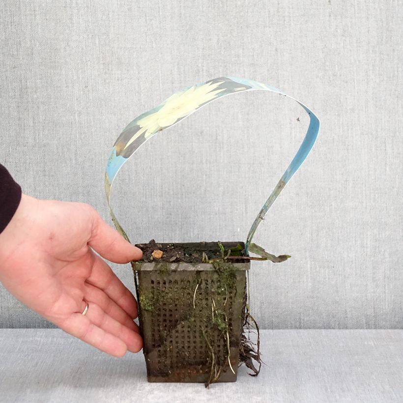 Spécimen de Nymphaea Yellow Sensation - Nénuphar rustique jaune Pot de 1L/1,5L tel que livré au printemps