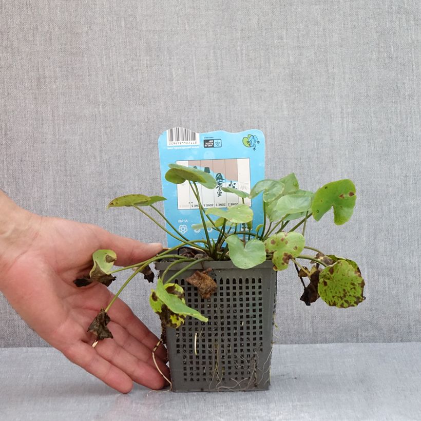 Spécimen de Nymphoides peltata - Limnanthème faux-nénuphar Pot de 1L/1,5L tel que livré en été