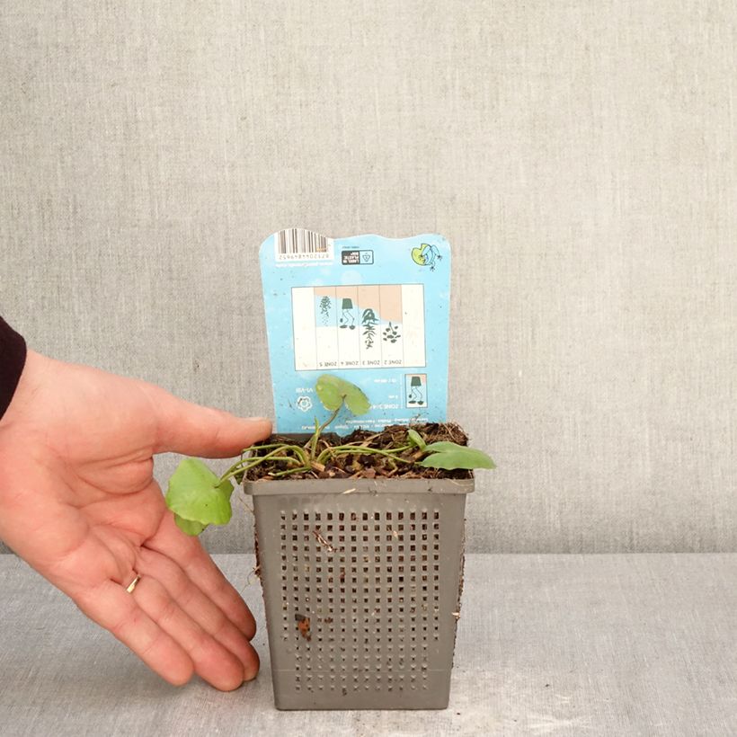 Spécimen de Nymphoides peltata - Limnanthème faux-nénuphar Pot de 1L/1,5L tel que livré au printemps