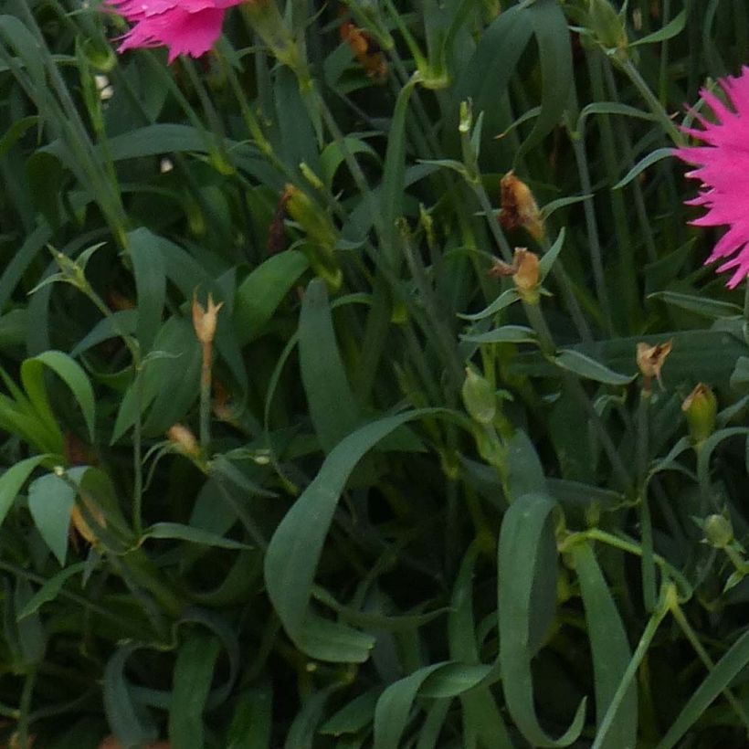 Oeillet annuel - Dianthus Suntory Pink (Foliage)