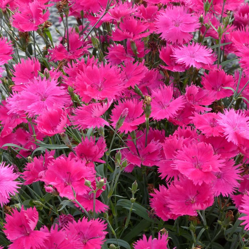 Oeillet annuel - Dianthus Suntory Pink (Flowering)
