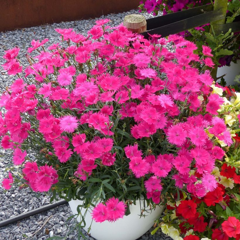 Oeillet annuel - Dianthus Suntory Pink (Plant habit)