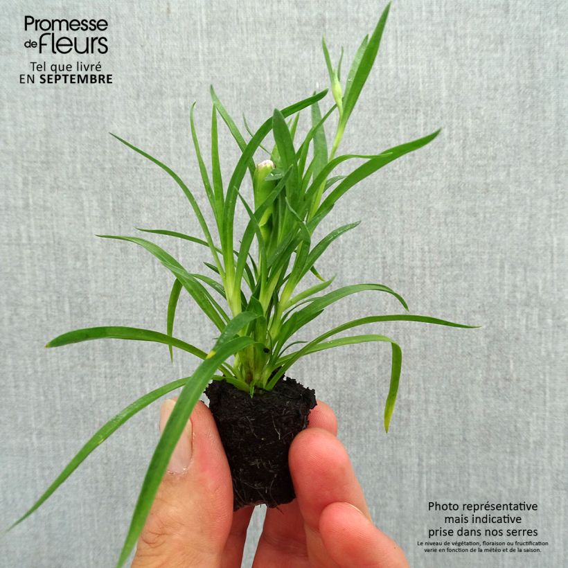 Spécimen de Oeillet double vivace Sunflor Red Esta - Dianthus hybride Mini-motte Ø 1,5/2,5 cm tel que livré en automne