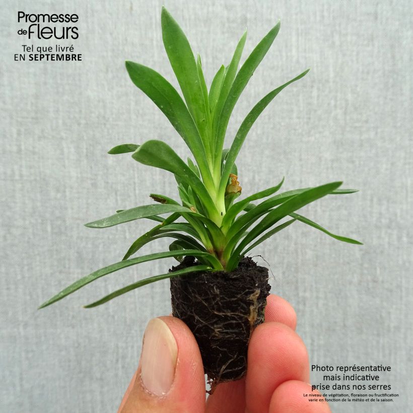 Example of Oeillet double vivace Sunflor Sinclair - Dianthus hybride Mini-motte Ø 1,5/2,5 cm as you get in automne