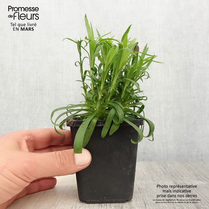 Spécimen de Oeillet double vivace Sunflor Beetle - Dianthus hybride Godet de 8/9 cm tel que livré au printemps