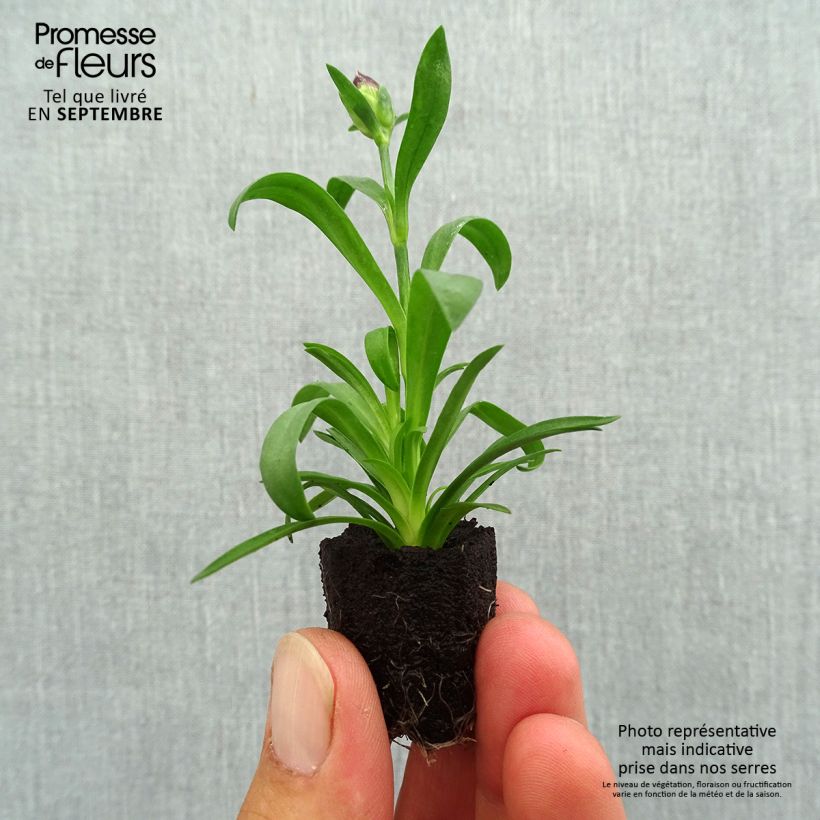 Spécimen de Oeillet double vivace Sunflor Beetle - Dianthus hybride Mini-motte Ø 1,5/2,5 cm tel que livré en automne