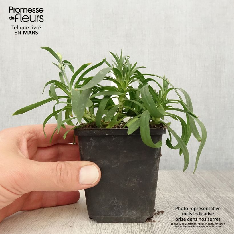 Spécimen de Oeillet double vivace Sunflor Cosmos - Dianthus hybride Godet de 8/9 cm tel que livré au printemps