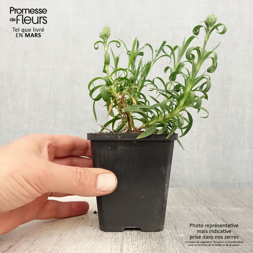 Spécimen de Oeillet double vivace Sunflor Megan - Dianthus hybride Godet de 8/9 cm tel que livré au printemps