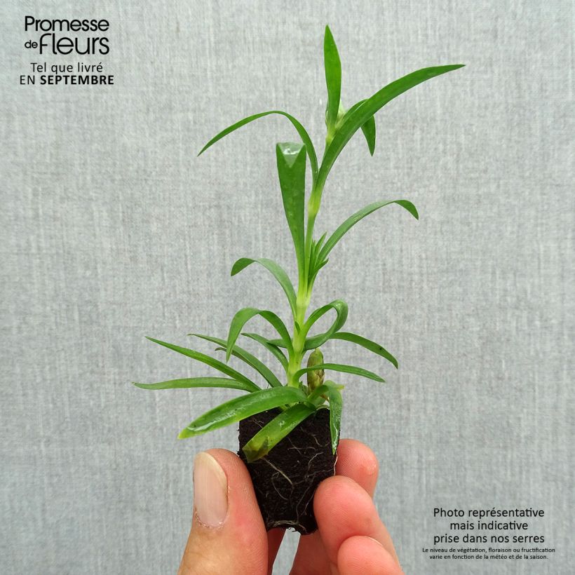 Spécimen de Oeillet double vivace Sunflor Megan - Dianthus hybride Mini-motte Ø 1,5/2,5 cm tel que livré en automne