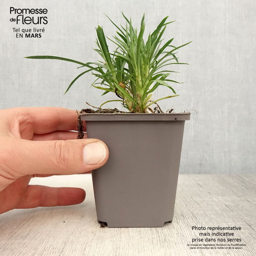 Spécimen de Oeillet double vivace Sunflor Red Esta - Dianthus hybride Godet de 8/9 cm tel que livré au printemps