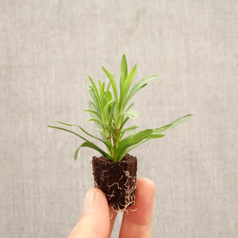 Spécimen de Oeillet double vivace Sunflor Sinclair - Dianthus hybride Mini-motte Ø 1,5/2,5 cm tel que livré au printemps
