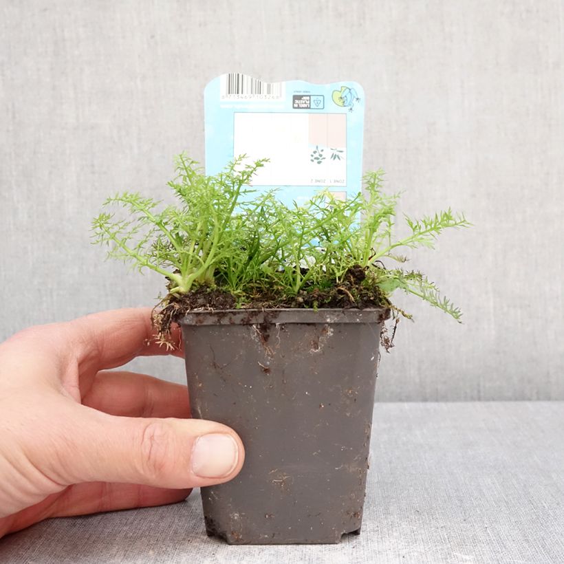 Spécimen de Oenanthe aquatica - Oenanthe aquatique Godet de 8/9 cm tel que livré au printemps