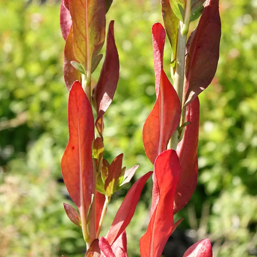 Oenothera fruticosa Hohes Licht - Onagre  (Feuillage)
