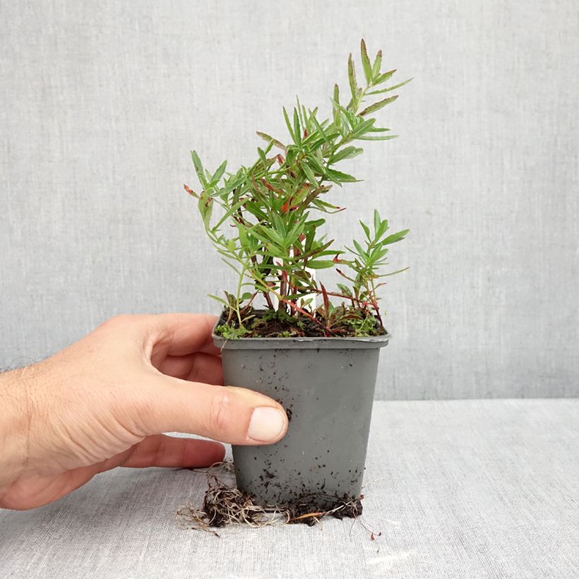Spécimen de Oenothera Twilight - Onagre Godet de 8/9 cm tel que livré en automne