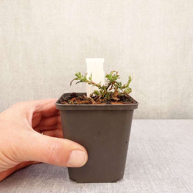 Spécimen de Oenothera Twilight - Onagre Godet de 8/9 cm tel que livré au printemps