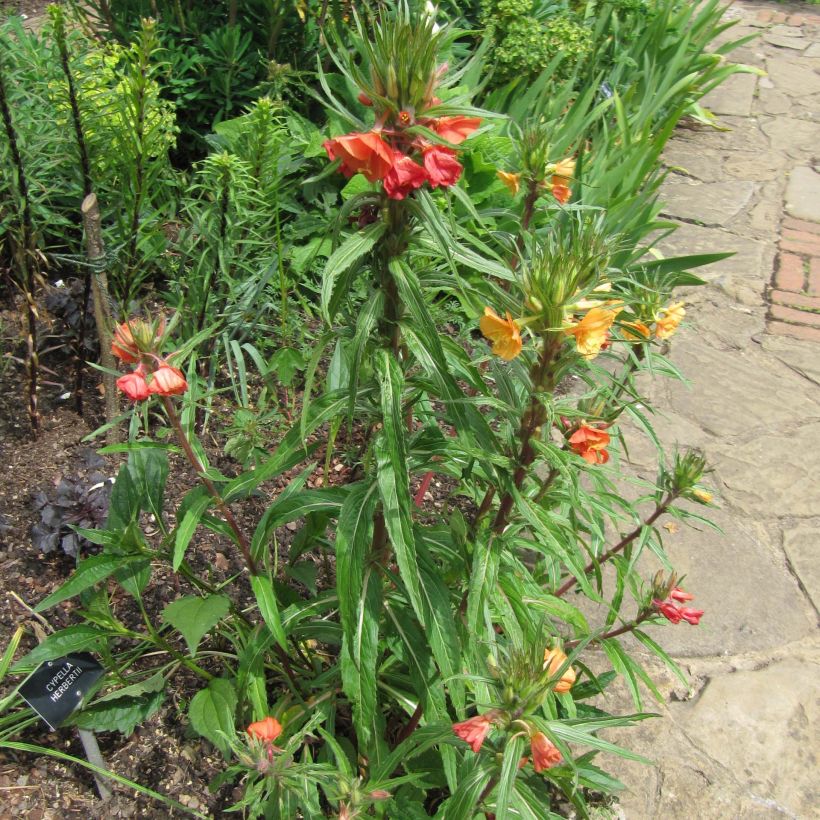 Oenothera versicolor - Oenothère, Onagre (Port)