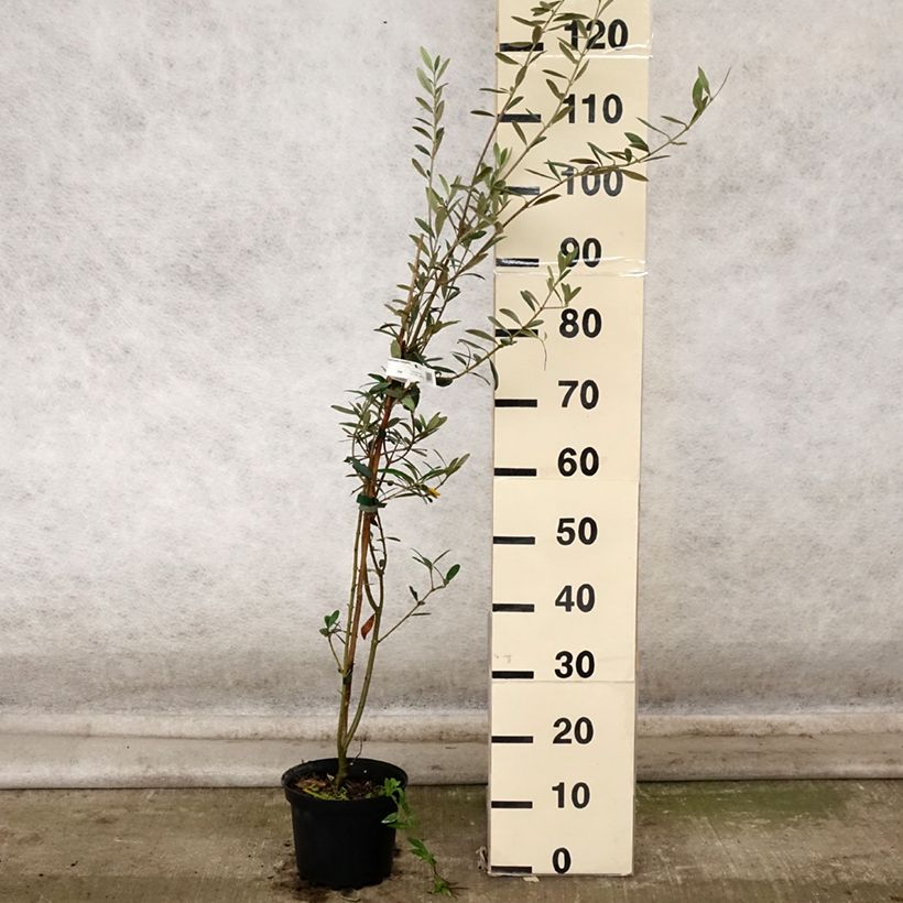 Spécimen de Olivier Grossanne - Olea europaea Pot de 3L/4L tel que livré en automne