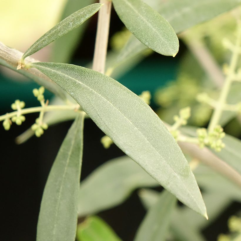 Olivier Negrette - Olea europea (Feuillage)